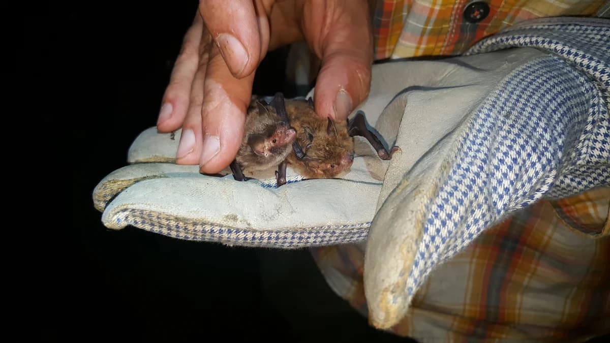 Zwei Fledermäuse in einer behandschuhten Hand, nachts im Schwarzwald